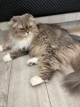 猫カフェモカ　アルシェ大宮店に投稿された画像（2023/3/28）