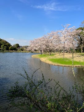三溪園に投稿された画像（2023/3/28）