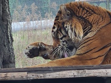 秋吉台自然動物公園 サファリランドに投稿された画像（2023/3/28）