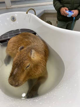 アニタッチみなとみらいに投稿された画像（2023/3/28）