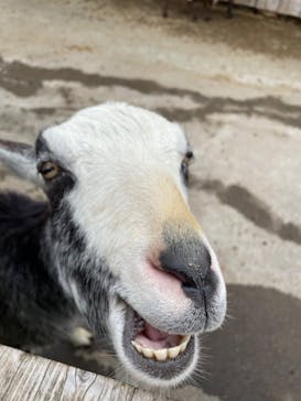 まかいの牧場に投稿された画像（2023/3/28）