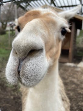 まかいの牧場に投稿された画像（2023/3/28）