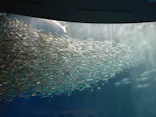 名古屋港水族館に投稿された画像（2023/3/28）