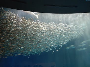 名古屋港水族館に投稿された画像（2023/3/28）