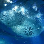 アクアワールド茨城県大洗水族館に投稿された画像（2023/3/28）