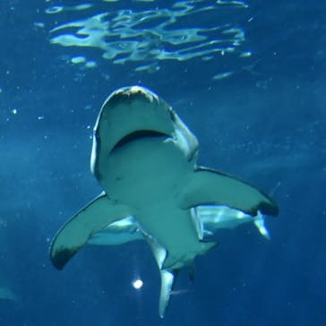 アクアワールド茨城県大洗水族館に投稿された画像（2023/3/28）