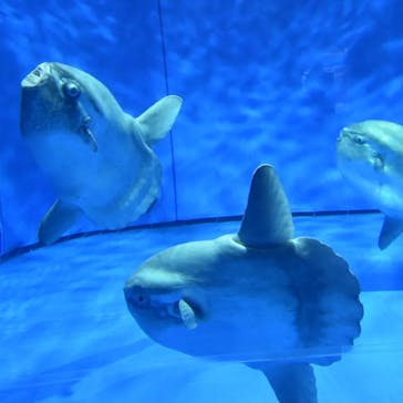 アクアワールド茨城県大洗水族館に投稿された画像（2023/3/28）