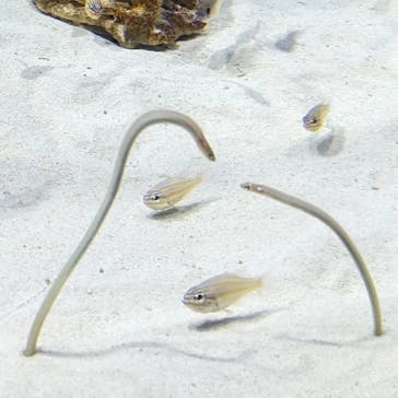 アクアワールド茨城県大洗水族館に投稿された画像（2023/3/28）