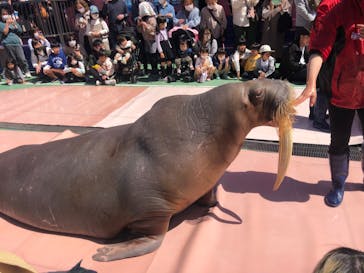 ゼロ距離水族館 伊勢シーパラダイスに投稿された画像（2023/3/28）