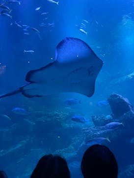 京都鉄道博物館×京都水族館に投稿された画像（2023/3/28）