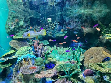 サンシャイン水族館に投稿された画像（2023/3/28）