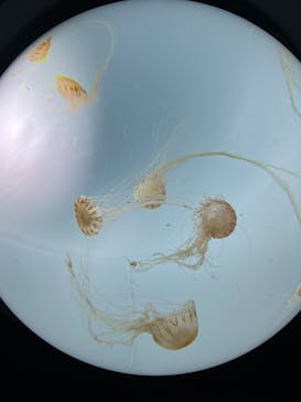 サンシャイン水族館に投稿された画像（2023/3/28）