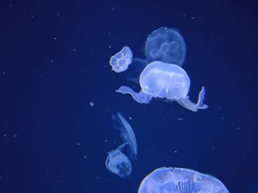 サンシャイン水族館に投稿された画像（2023/3/28）