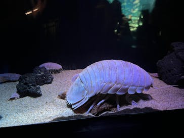 サンシャイン水族館に投稿された画像（2023/3/28）