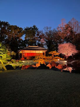 『NAKED FLOWERS 2023 桜 世界遺産・二条城』に投稿された画像（2023/3/28）