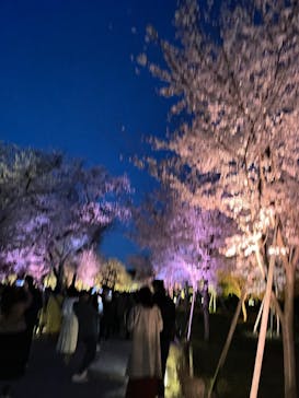 『NAKED FLOWERS 2023 桜 世界遺産・二条城』に投稿された画像（2023/3/28）