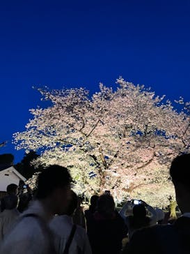 『NAKED FLOWERS 2023 桜 世界遺産・二条城』に投稿された画像（2023/3/28）