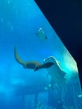 沖縄美ら海水族館に投稿された画像（2023/3/28）