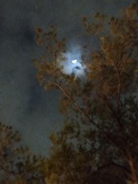 六義園に投稿された画像（2023/3/28）