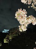 六義園に投稿された画像（2023/3/28）