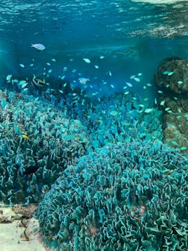 サンシャイン水族館に投稿された画像（2023/3/28）