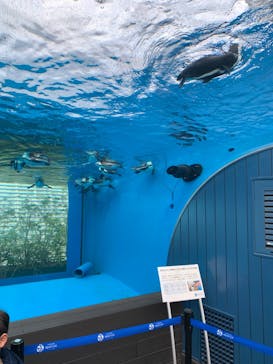 サンシャイン水族館に投稿された画像（2023/3/28）