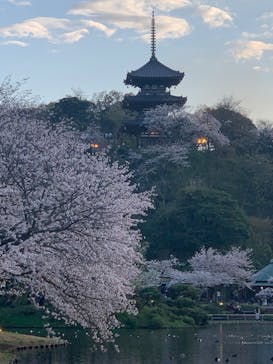 三溪園に投稿された画像（2023/3/28）