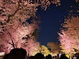 『NAKED FLOWERS 2023 桜 世界遺産・二条城』に投稿された画像（2023/3/28）
