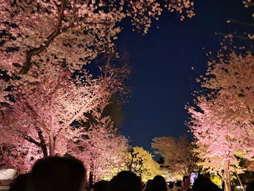 『NAKED FLOWERS 2023 桜 世界遺産・二条城』に投稿された画像（2023/3/28）