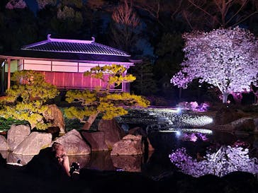 『NAKED FLOWERS 2023 桜 世界遺産・二条城』に投稿された画像（2023/3/28）