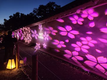 『NAKED FLOWERS 2023 桜 世界遺産・二条城』に投稿された画像（2023/3/28）