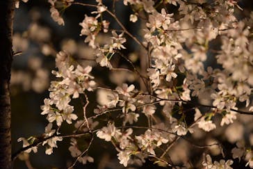 六義園に投稿された画像（2023/3/28）