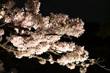 六義園に投稿された画像（2023/3/28）