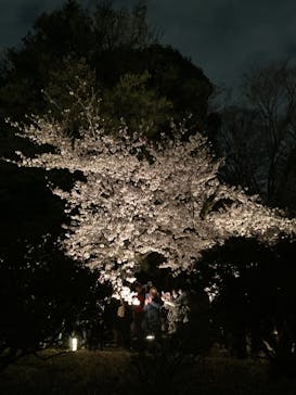 六義園に投稿された画像（2023/3/28）