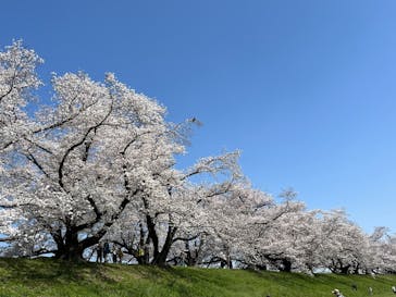 京阪電車に投稿された画像（2023/3/28）