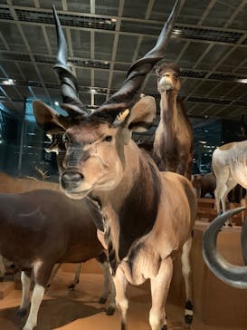 国立科学博物館に投稿された画像（2023/3/28）