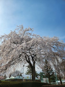 渋川スカイランドパークに投稿された画像（2023/3/28）