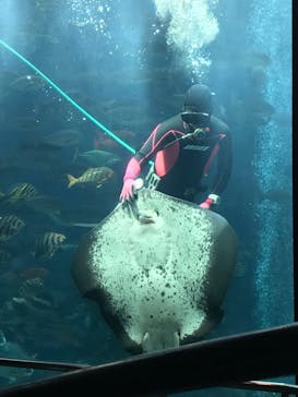 下田海中水族館に投稿された画像（2023/3/28）