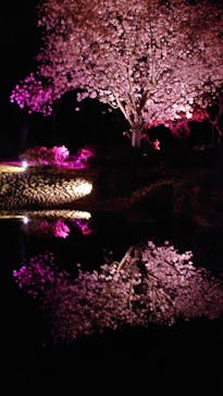 『NAKED FLOWERS 2023 桜 世界遺産・二条城』に投稿された画像（2023/3/28）