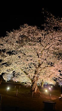 『NAKED FLOWERS 2023 桜 世界遺産・二条城』に投稿された画像（2023/3/28）