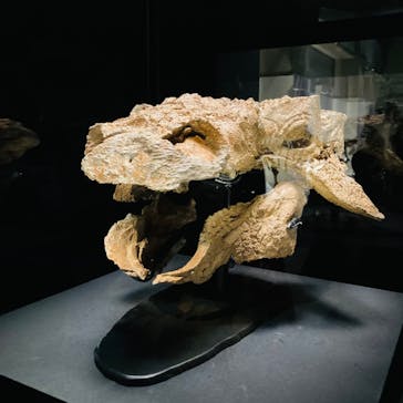 特別展「恐竜博2023」に投稿された画像（2023/3/28）