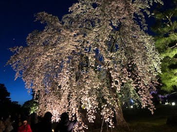 『NAKED FLOWERS 2023 桜 世界遺産・二条城』に投稿された画像（2023/3/28）