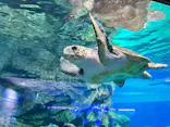 名古屋港水族館に投稿された画像（2023/3/29）