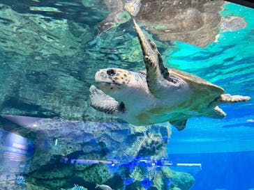 名古屋港水族館に投稿された画像（2023/3/28）