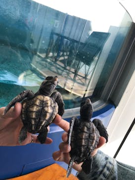 串本海中公園水族館に投稿された画像（2023/3/28）