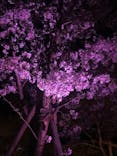 『NAKED FLOWERS 2023 桜 世界遺産・二条城』に投稿された画像（2023/3/29）