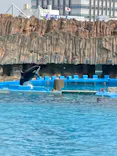 名古屋港水族館に投稿された画像（2023/3/29）