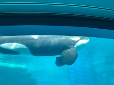 名古屋港水族館に投稿された画像（2023/3/29）