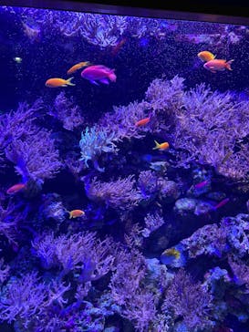 名古屋港水族館に投稿された画像（2023/3/29）