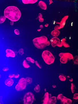 名古屋港水族館に投稿された画像（2023/3/29）